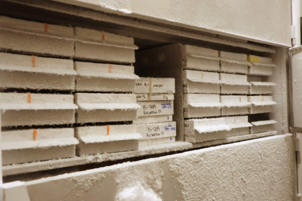 Blood samples used by Harvard University professor Alberto Ascherio to study the cause of neurodegenerative diseases are stored in a freezer at the university's T.H. Chan School of Public Health on Tuesday, Aug. 5, 2025 in Boston. (Leah Willingham/AP)