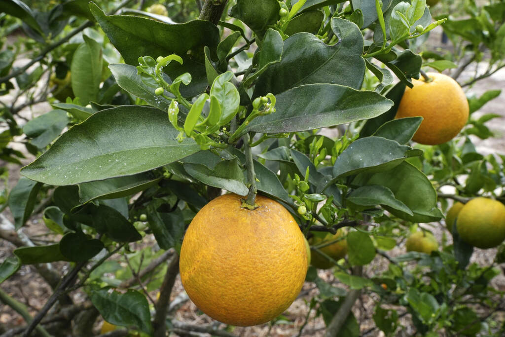  The fall of Florida citrus 