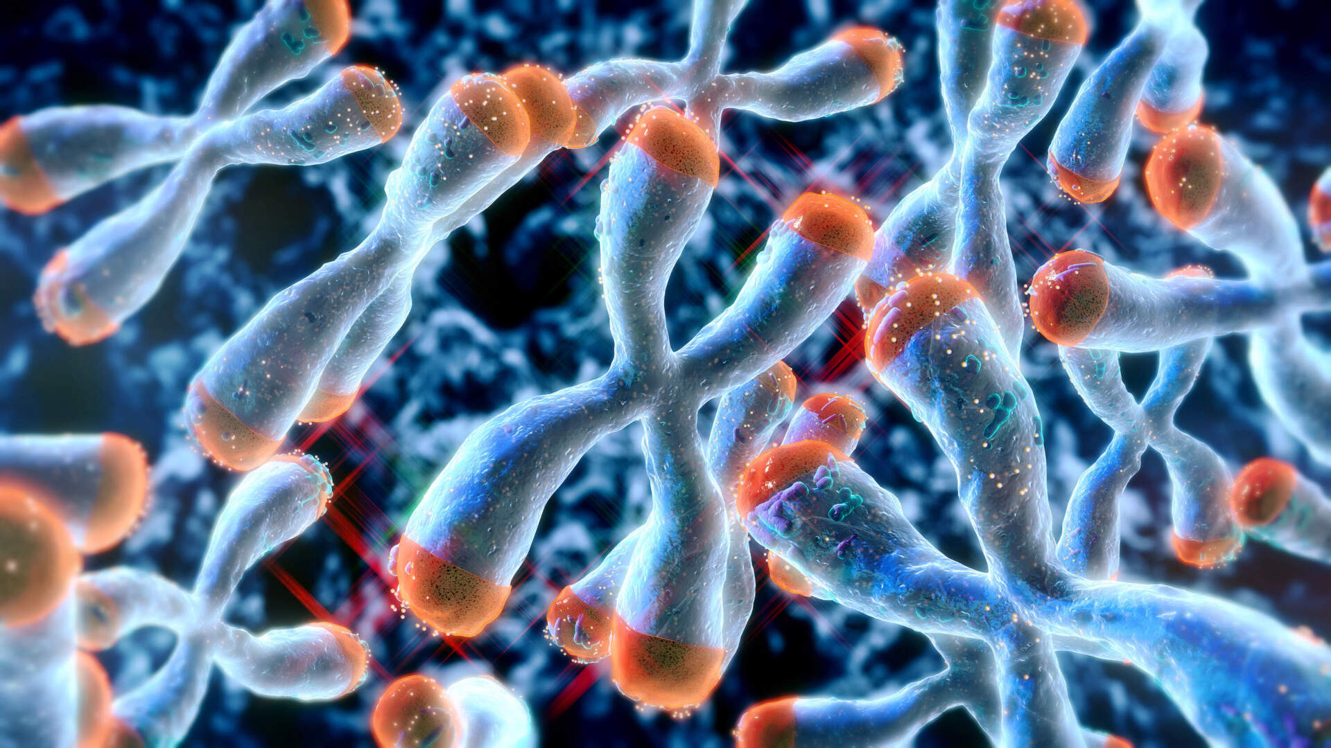 Chromosome structure with telomeres at the ends.