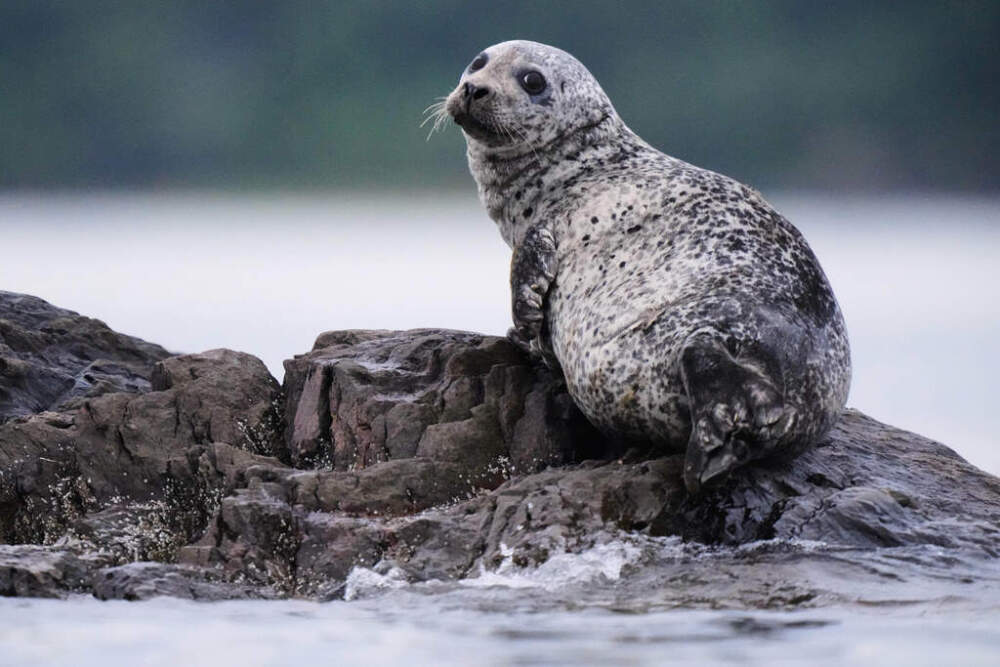 A harbor seal, a species favored by white sharks, rests on a small island Wednesday, Aug. 20, 2025, off of Portland, Maine. (Robert F. Bukaty/AP)