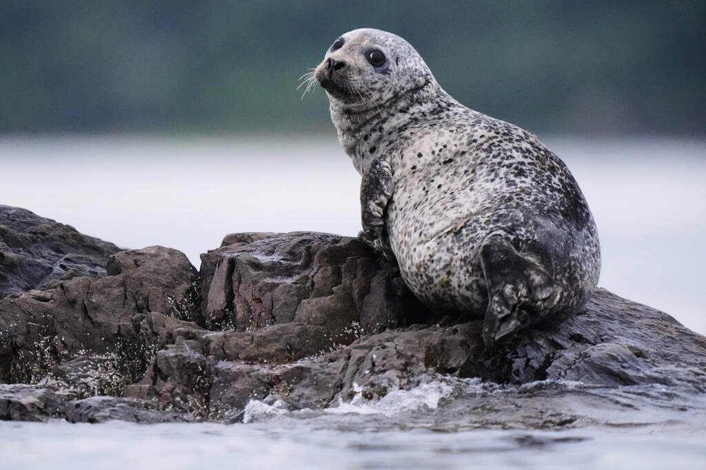 A harbor seal, a species favored by white sharks, rests on a small island Wednesday, Aug. 20, 2025, off of Portland, Maine. (Robert F. Bukaty/AP)