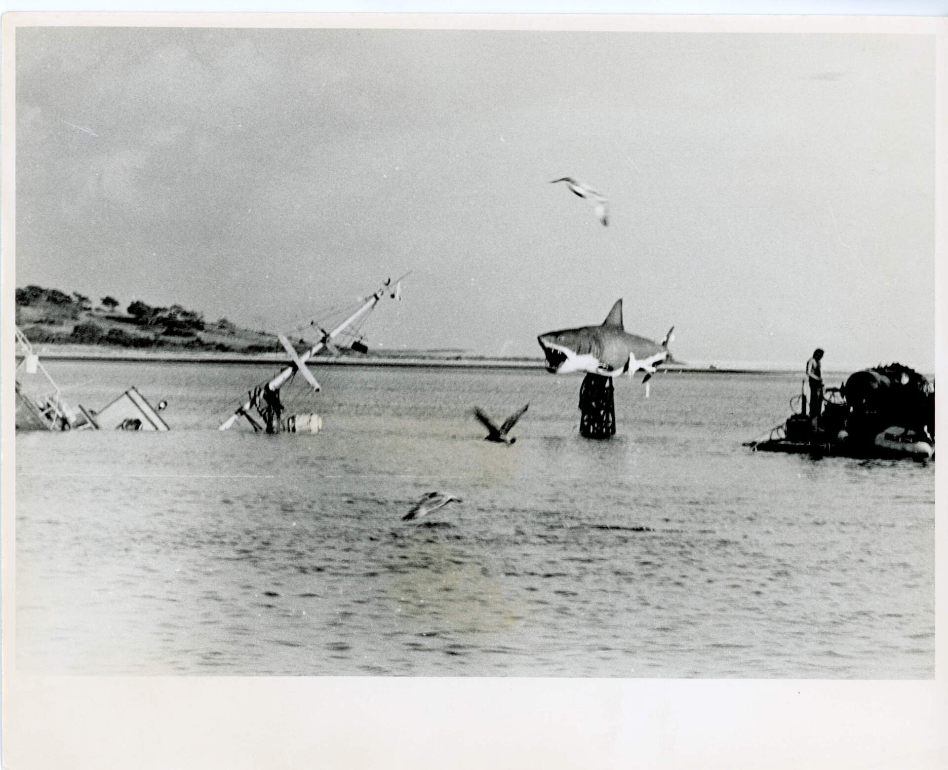 A shark and sunken 'Orca' boat prop sits in the water of Katama Bay. (Courtesy of Edith Blake/Martha's Vineyard Museum)