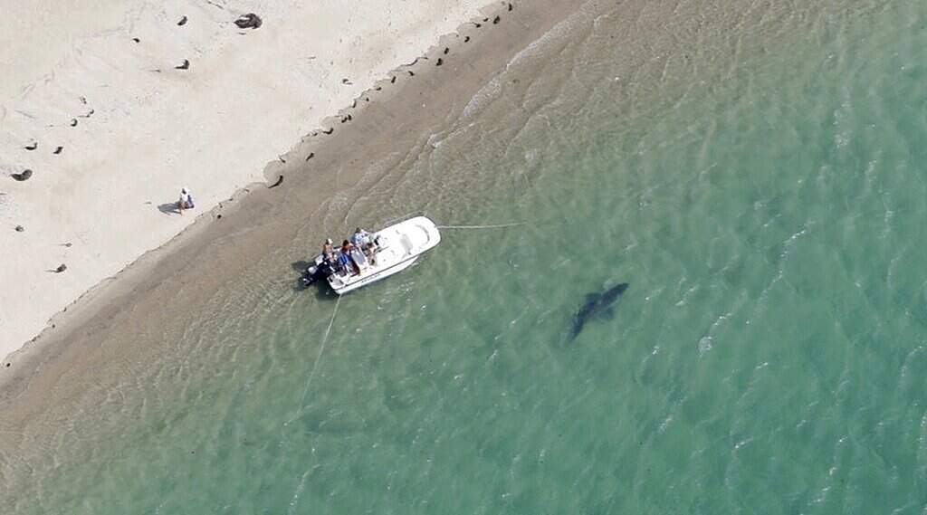 In this Tuesday, July 25, 2016 file photo released by the Atlantic White Shark Conservancy, a great white shark swims close to the Cape Cod shore in Chatham, Mass. On Cape Cod. (Wayne Davis/Atlantic White Shark Conservancy via AP, File)