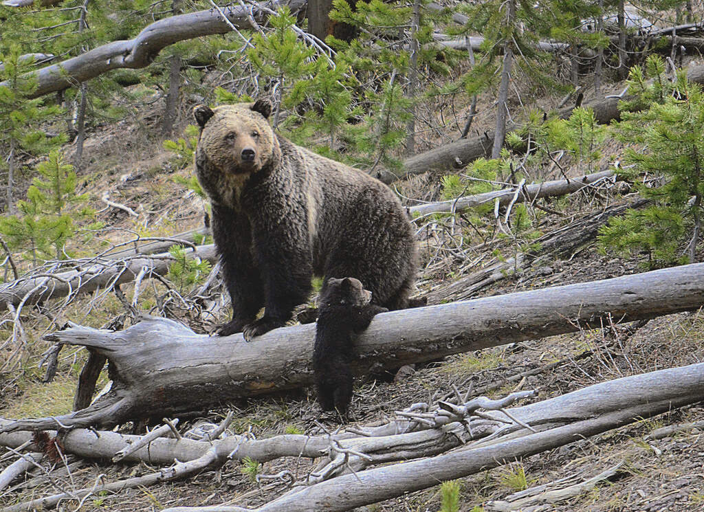  Is there a better way to manage grizzly bears? 
