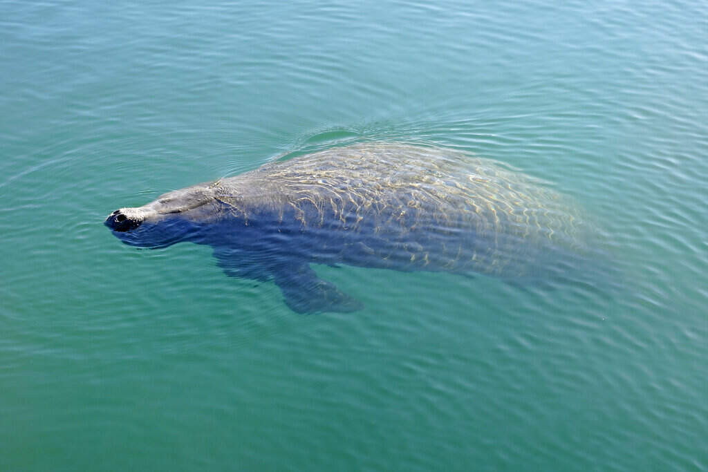 A manatee floats in the warm water Monday, Jan. 31, 2022, in Fort Lauderdale, Fla. (Lynne Sladky/AP file)