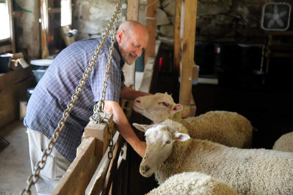 Brother Arnold Hadd petting sheep on August 5, 2025. (Esta Pratt-Kielley/Maine Public)
