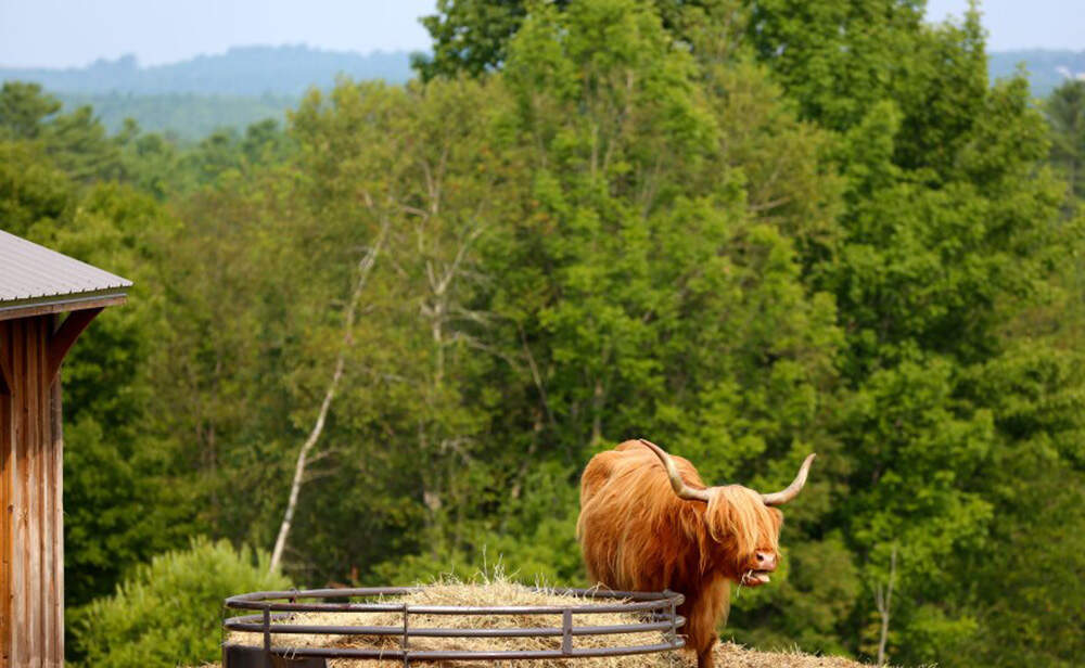 A cow eating hay in the Sabbathday Lake Shaker Village on Aug. 5, 2025. (Esta Pratt-Kielley/Maine Public)