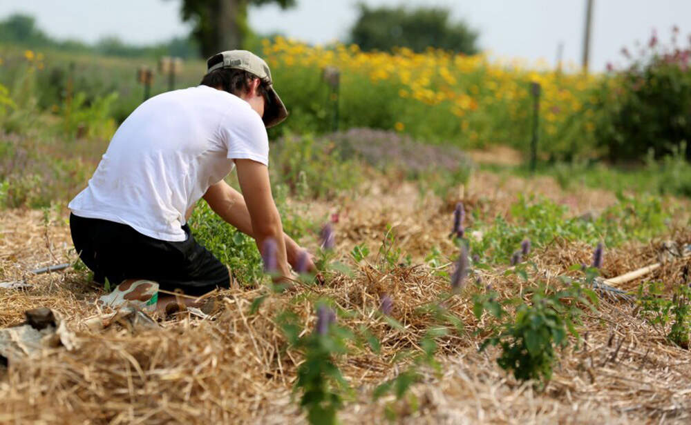 A community volunteer working in the famous herb garden at the Sabbathday Lake Shaker Village. (Esta Pratt-Kielley/Maine Public)