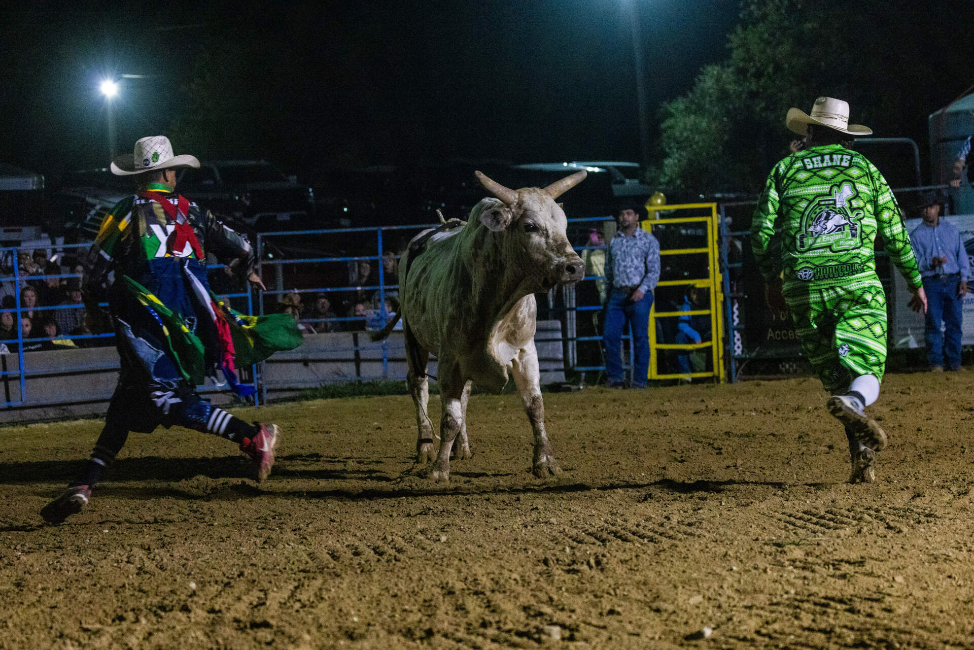 Bullfighters try to distract bull Johnny Walker and corral him. (Jesse Costa/WBUR)