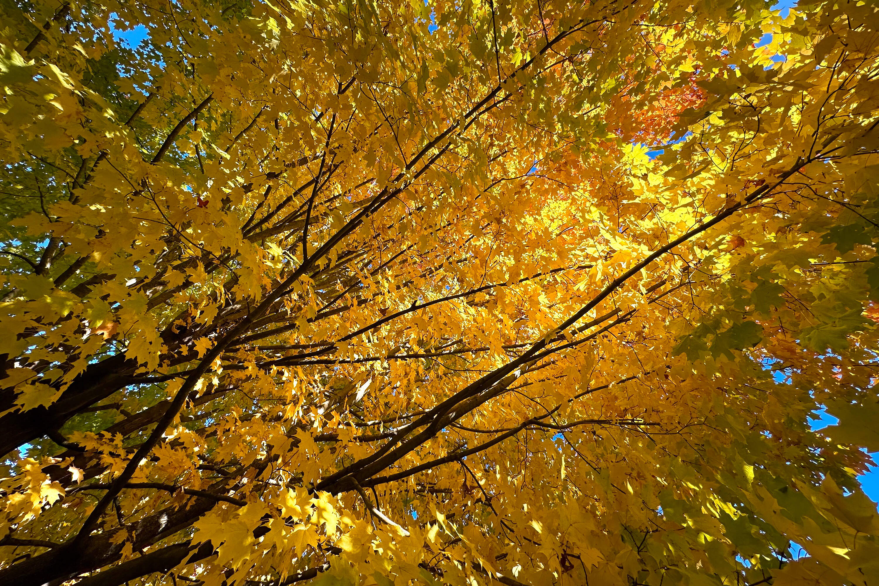Sun shines through the fall foliage at the Arnold Arboretum. (Jesse Costa/WBUR)