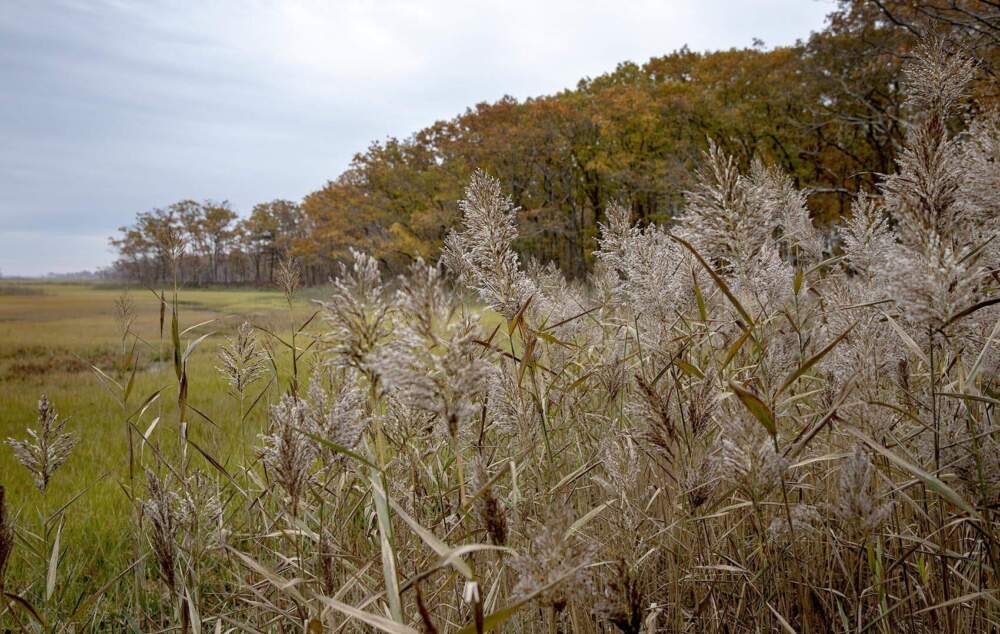 Phragmites skirting the marsh at Rough Meadows marsh. (Robin Lubbock/WBUR)