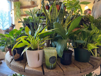 10 unique cafes to explore in Greater Boston