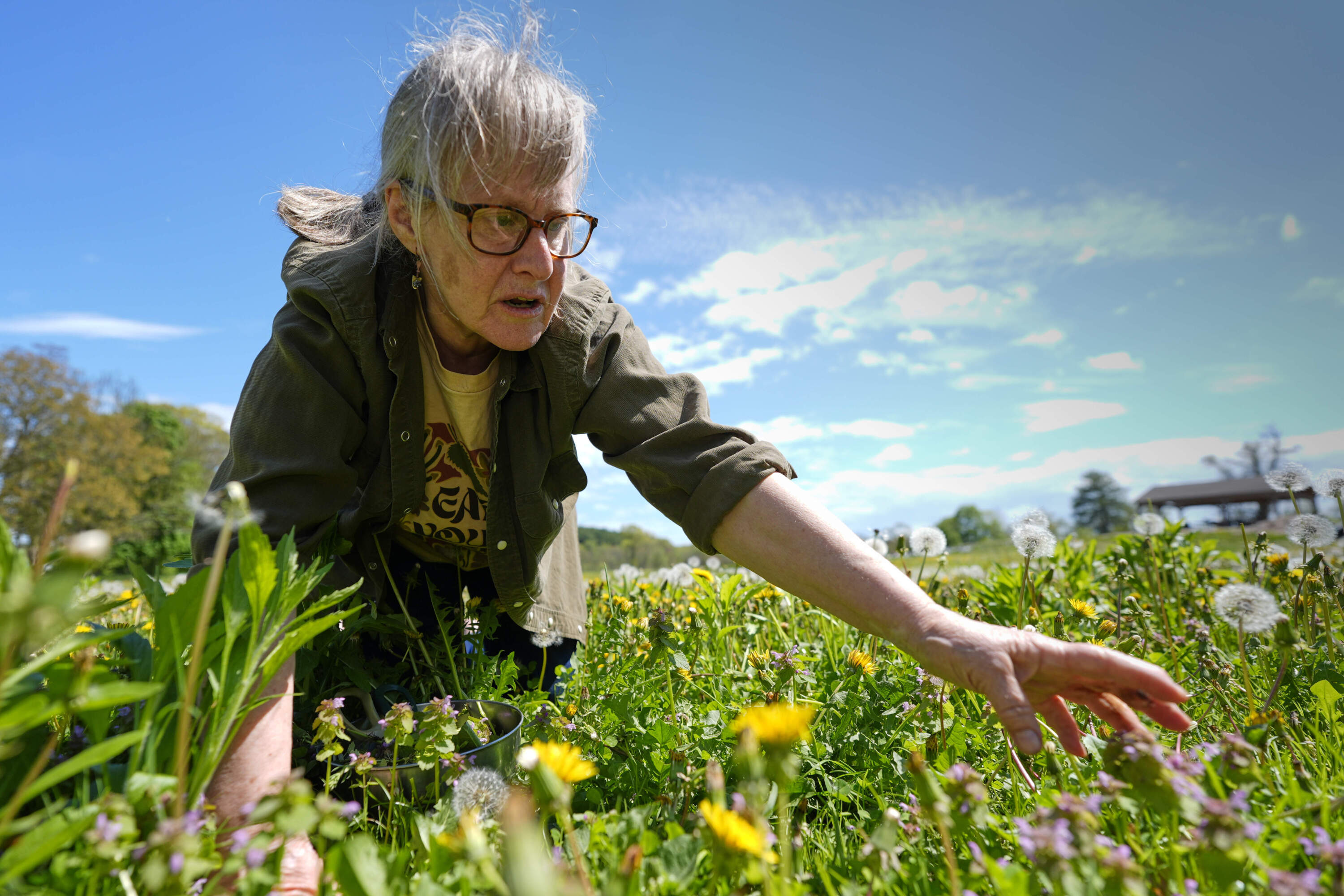 Iris Weaver reaches for a plant while teaching a class on foraging in Wenham. (Robert F. Bukaty/AP)