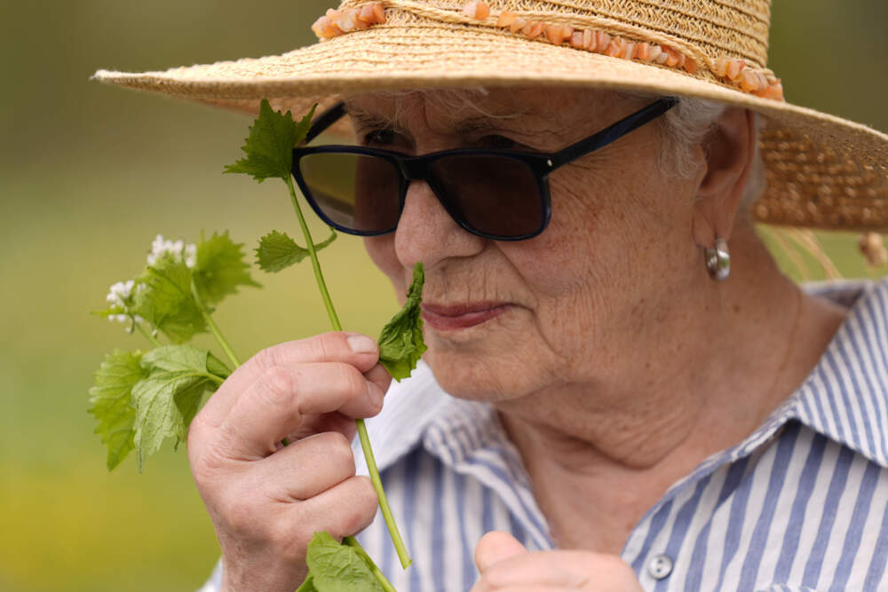 Nelda Quigley, of Beverly, smells a plant during a foraging class in Wenham. (Robert F. Bukaty/AP)