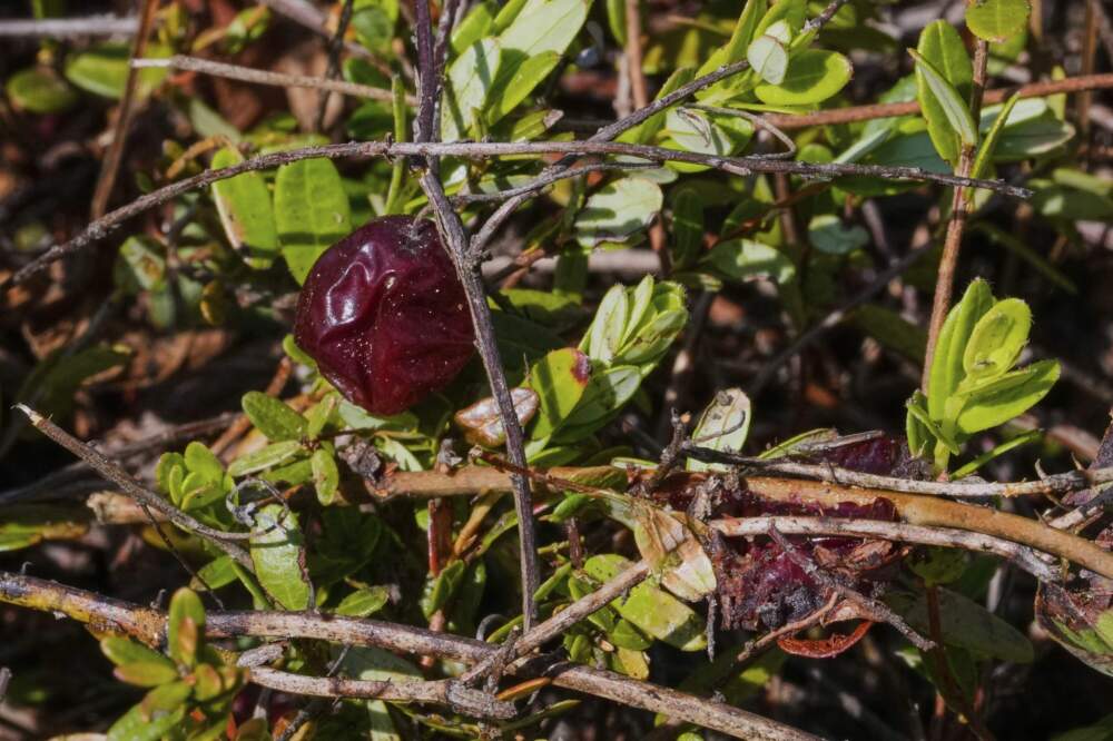 A cranberry from a past season rests on the vine on a bog in the process of being restored to a natural habitat at the South Meadow Bogs in Carver. (Charles Krupa/AP)