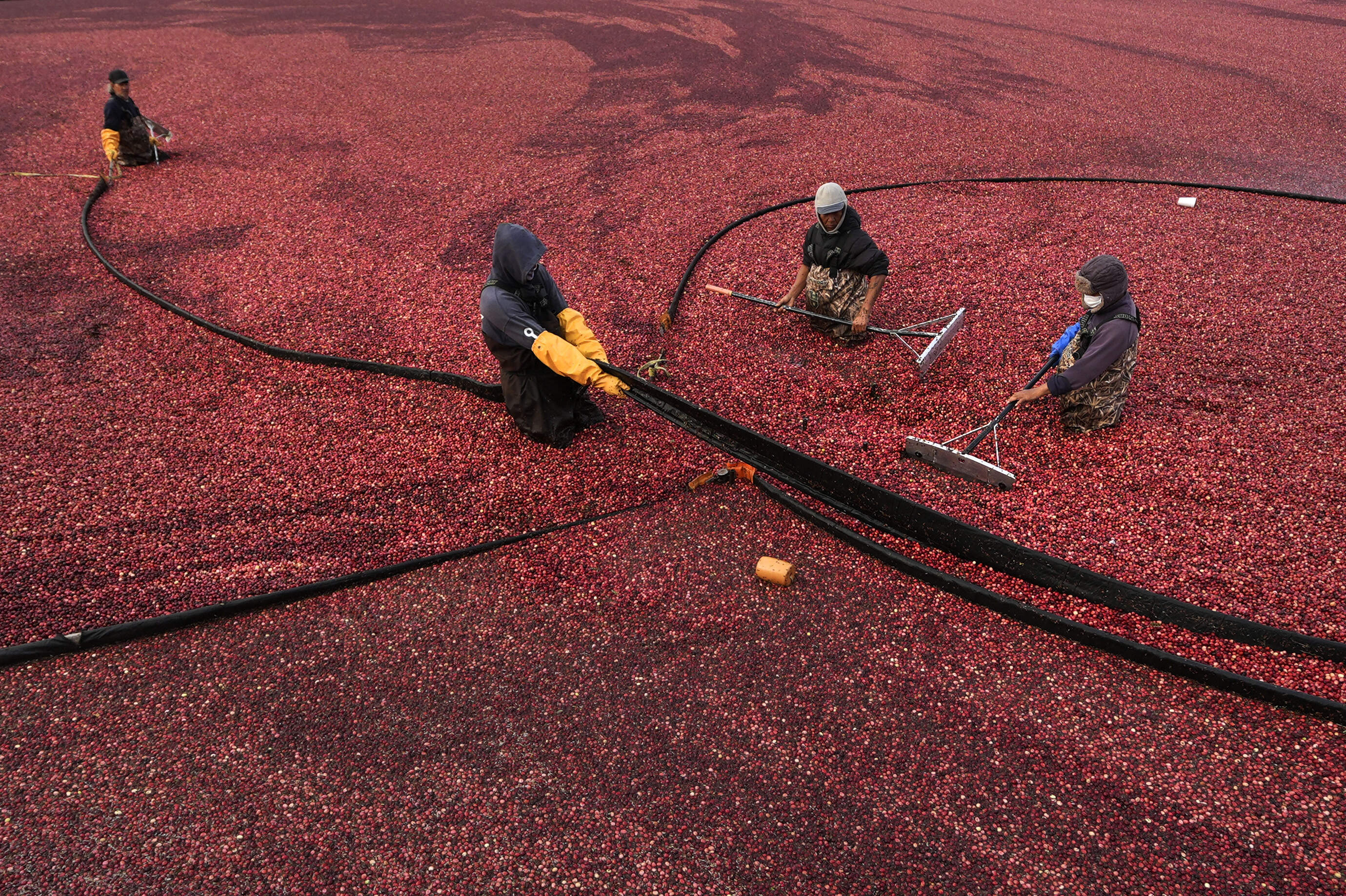 Workers adjust floating booms while wet harvesting cranberries at Rocky Meadow Bog in Middleborough. (Charles Krupa/AP)