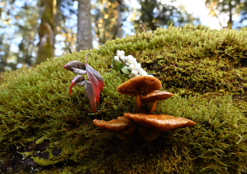 A mushroom from the genus Pholiota grows in moss on a dead tree spotted during a biodiversity survey near Port Angeles, Washington, on October 17, 2024. Amateur mycologists and mushroom experts alike are stepping up efforts to identify the approximately 94 percent of fungi that have yet to be identified out the 2.5 million species of fungi that are thought to exist on earth. So far less than six percent of mushrooms have been classified. The recognition of the importance of fungi in the earth's health and ecology has grown, so much so that the role of mushrooms is set to come up for discussion at the UN Convention on Biological Diversity COP16 meeting in Colombia, which kicks off on October 21, 2024. (Photo by Robyn Beck / AFP) (Photo by ROBYN BECK/AFP via Getty Images)