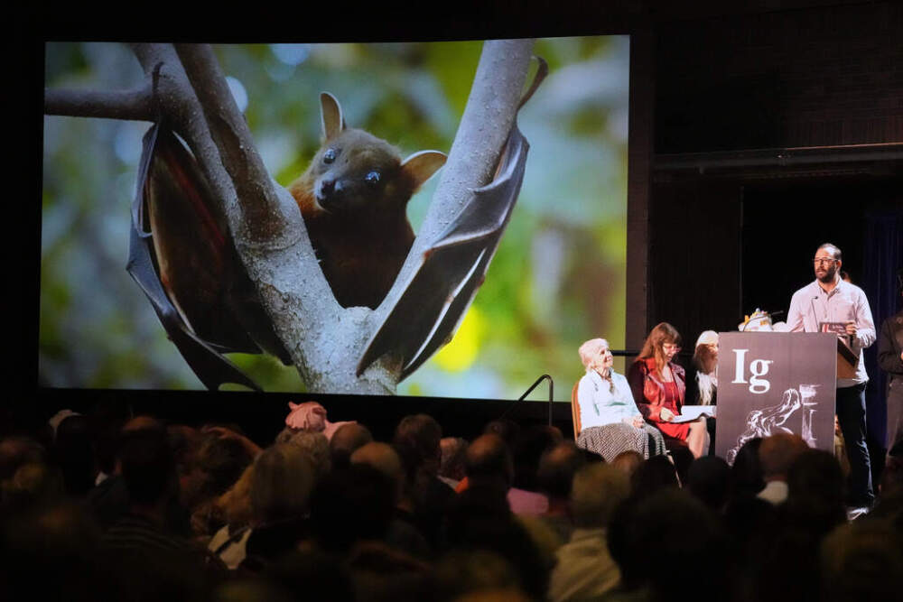 The Ig Nobel Prize for aviation is accepted by Francisco Sanchez for studying whether ingesting alcohol can impair bats' ability to fly, Thursday, Sept. 18, 2025, in Boston. (Robert F. Bukaty/AP)