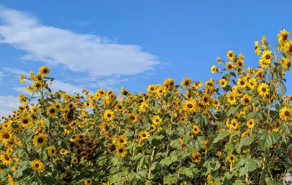 Sunflowers growing at Tangerini's Farm in Millis. (Hanna Ali/WBUR)