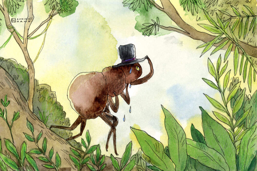 A sweating ant with a top hat. (Sabina Hahn for WBUR)