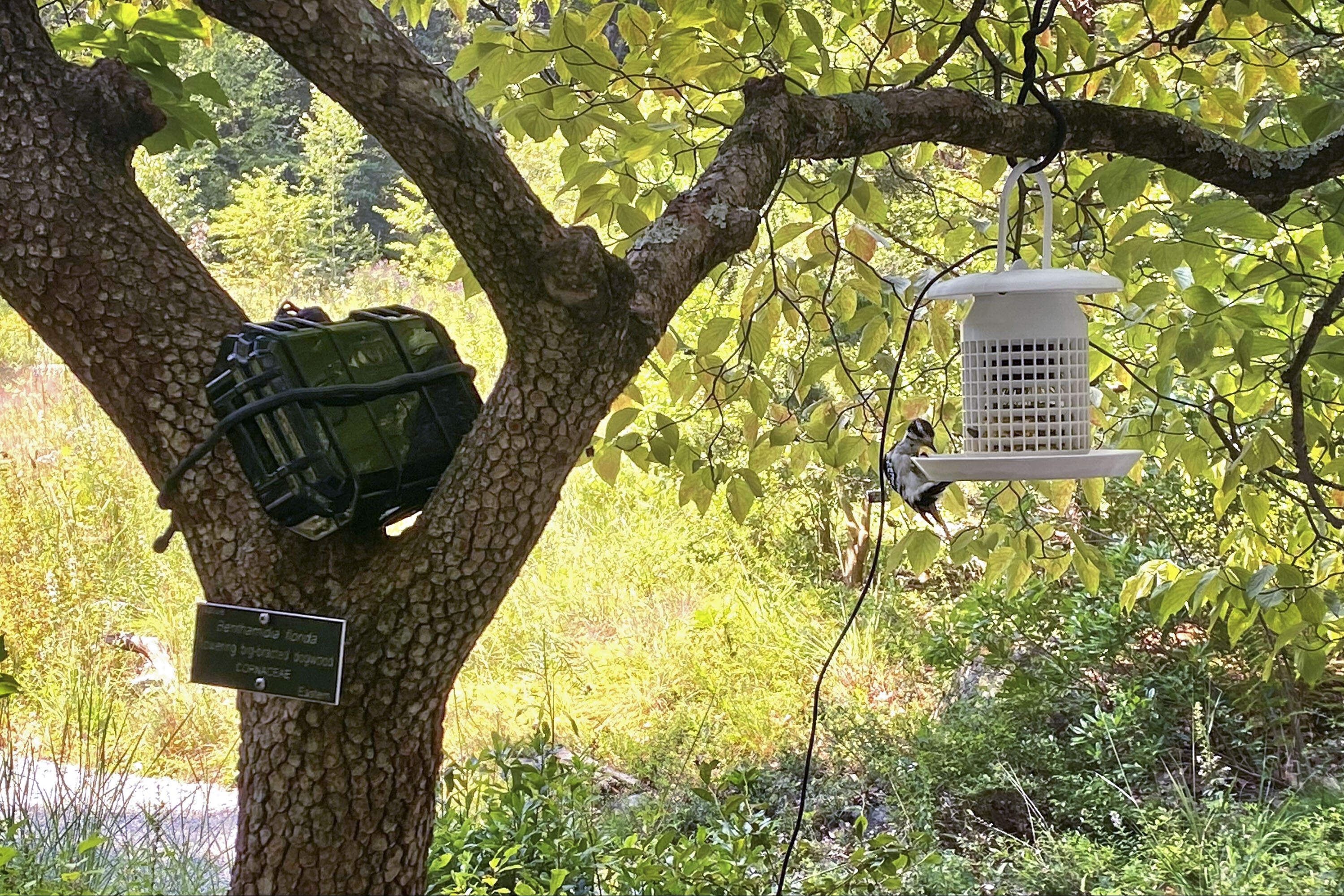 Participants in Laposky’s workshop listened to a woodpecker tapping at a 3D-printed bird feeder embedded with microphones. (Andrea Shea/WBUR)