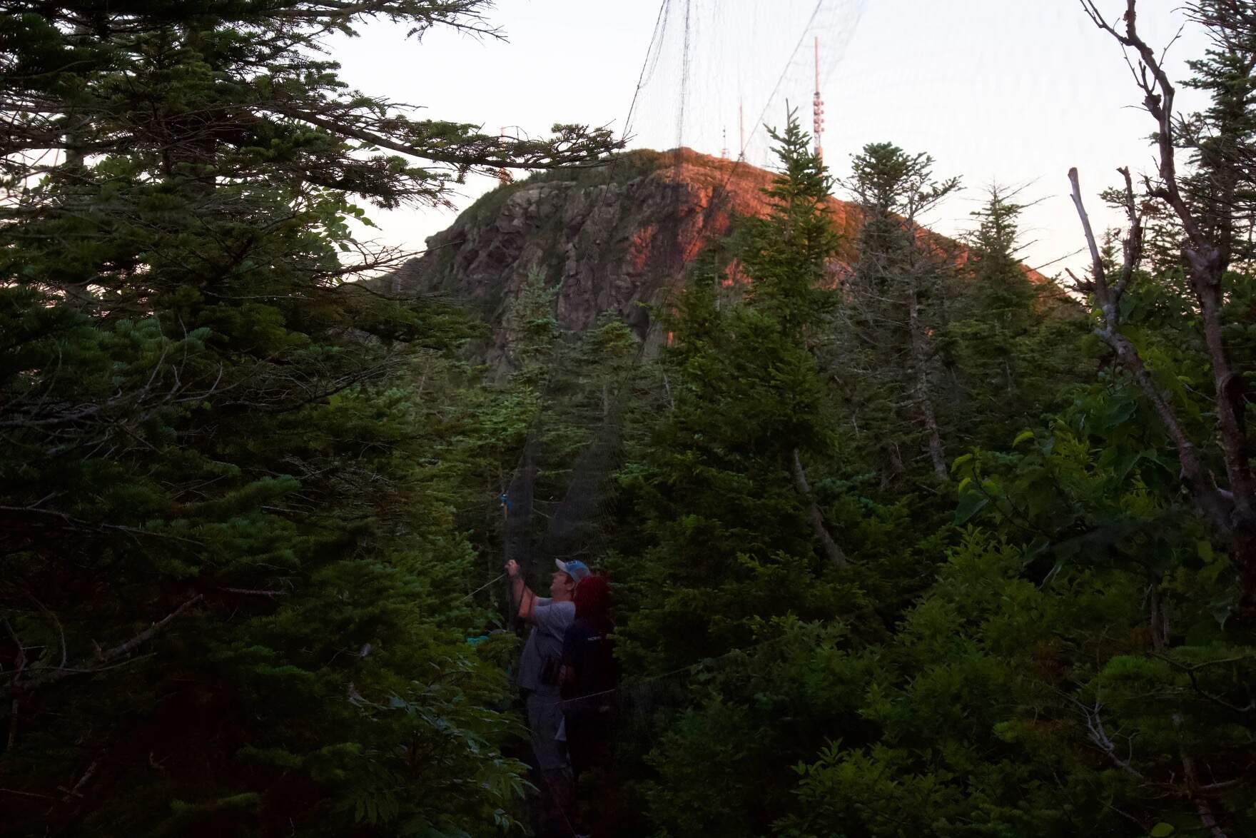 Vermont Center for Ecostudies field biologist Brendan Collins checks a mist net along a trail on the ridge of Mount Mansfield as the sun sets. (ELODIE REED / VERMONT PUBLIC)