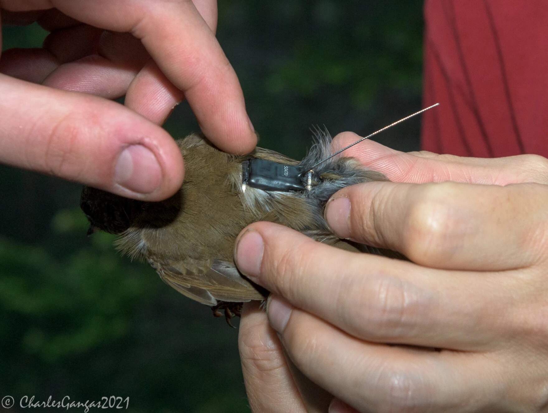 Scientists hoped to recapture Bicknell's thrush that they'd already outfitted with very lightweight GPS tracker backpacks to find out more about where the birds go when they migrate to the Caribbean. (Courtesy charts gangas)