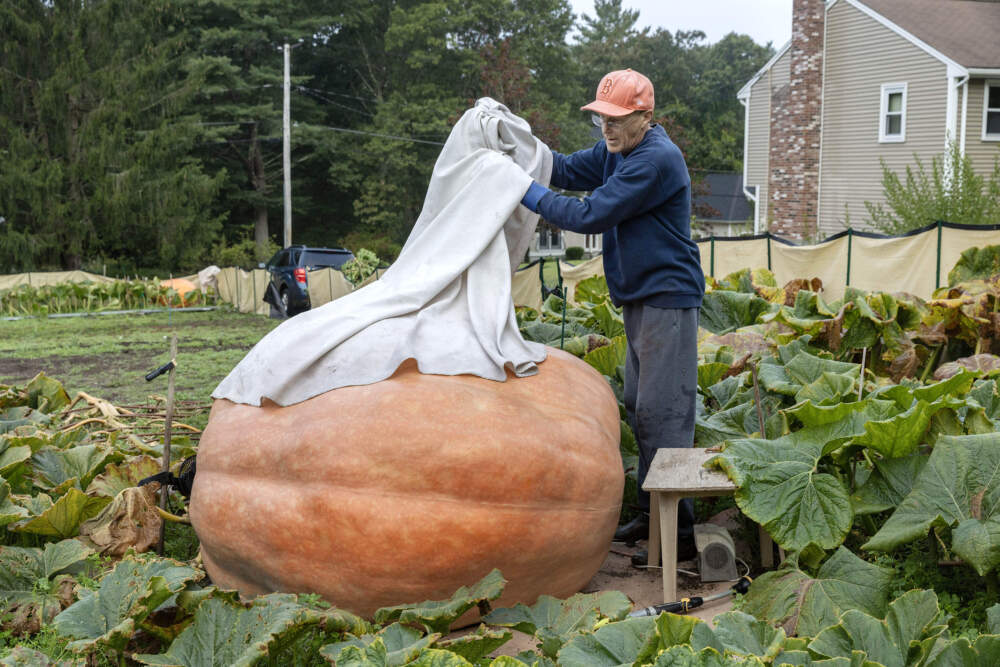 Early in the morning last month, giant pumpkin grower Steve Connolly removes a cover from a pumpkin he estimates to weigh around 1,500 pounds. (Robin Lubbock/WBUR)
