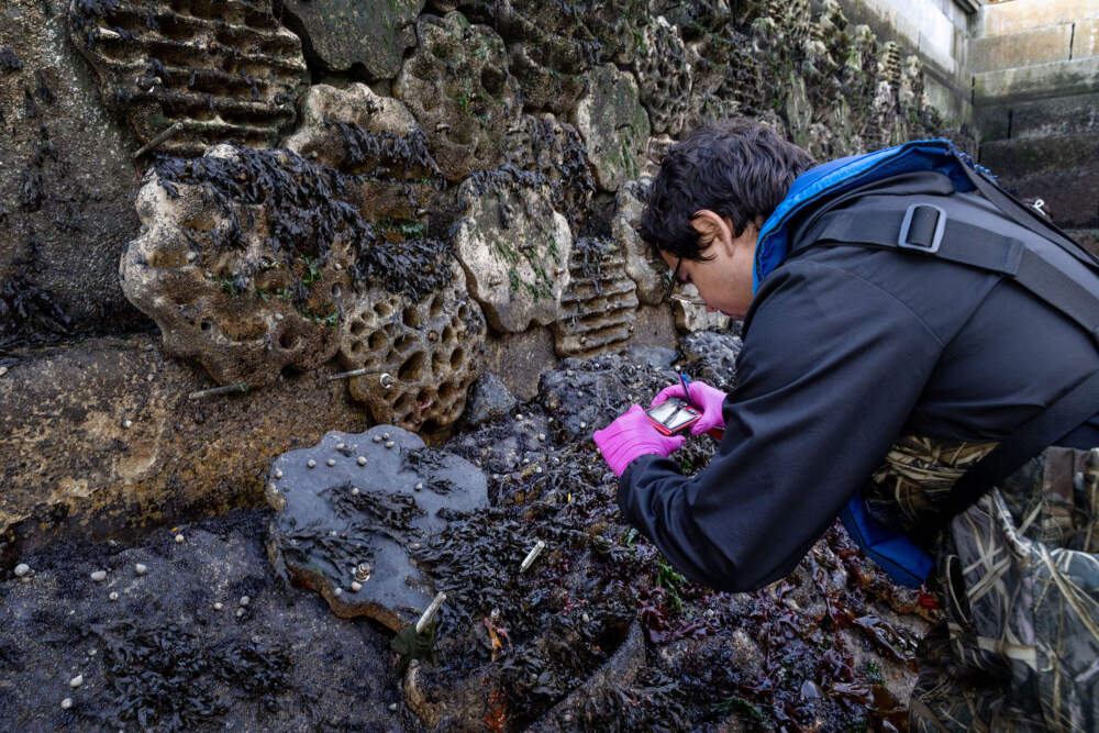 UMass marine urban ecology graduate student Daniel Lopez takes photographs of living sea wall. (Robin Lubbock/WBUR)