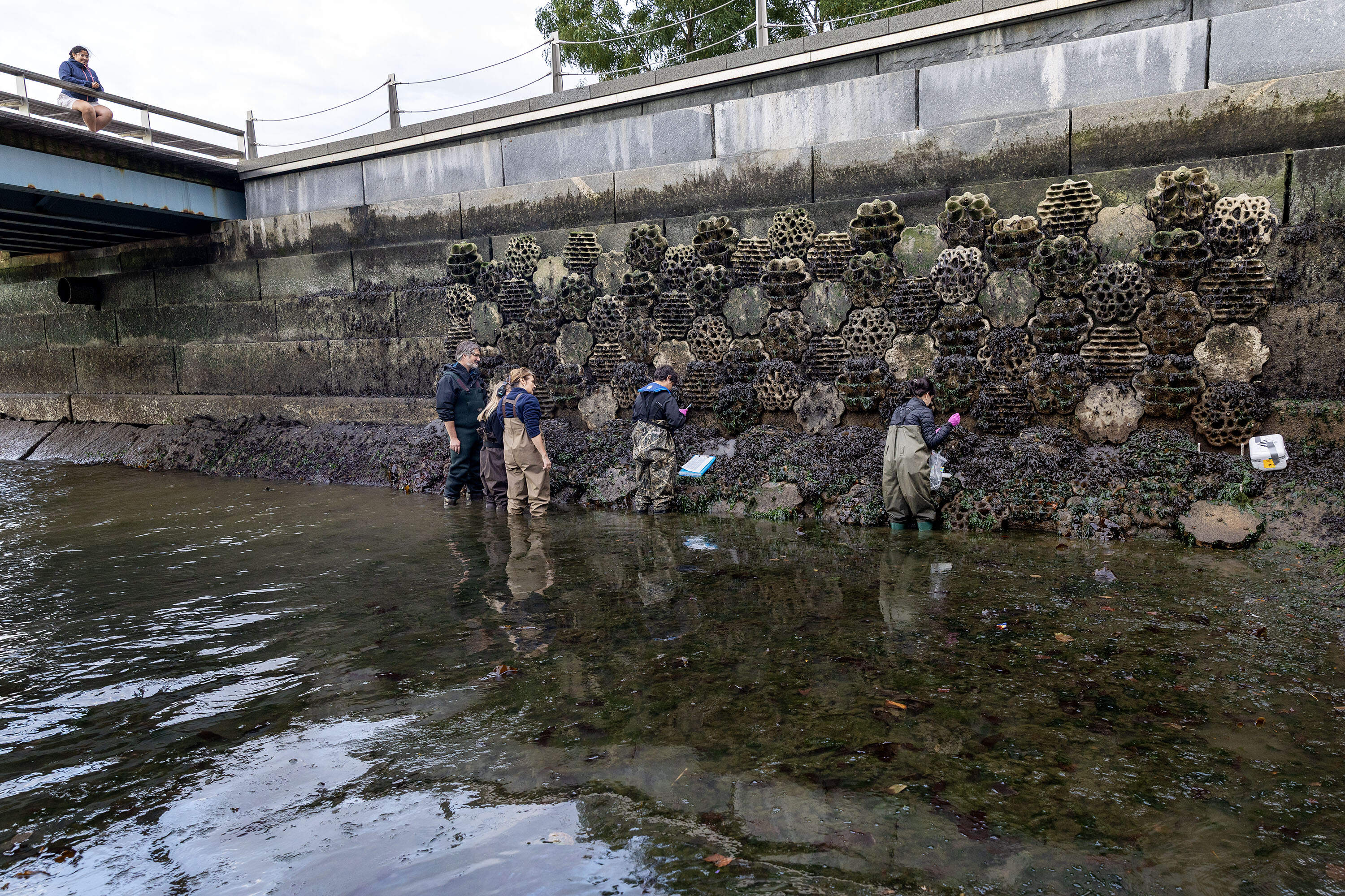 UMass marine ecology professor Jarrett Byrnes and graduate students document marine life clinging to the Living Seawall in Boston's Seaport. (Robin Lubbock/WBUR)