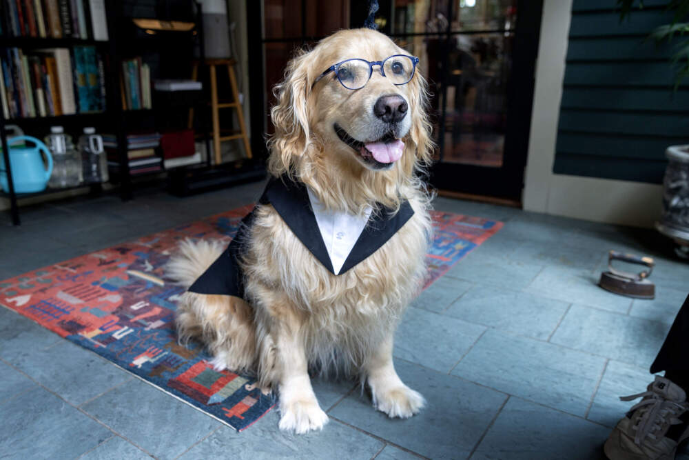 Sen. Elizabeth Warren's dog Bailey, wearing his Stephen Colbert outfit for Halloween, looks out the window of his home in Cambridge, Mass. (Robin Lubbock/WBUR)