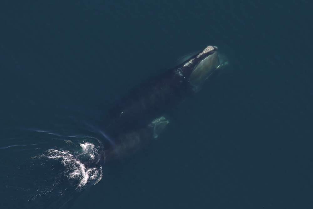 North Atlantic right whale “Monarch” (Catalog #2460) was discovered with her new calf in Cape Cod Bay, Mass., in April 2025. (Center for Coastal Studies, taken under NOAA Permit #25740-02)