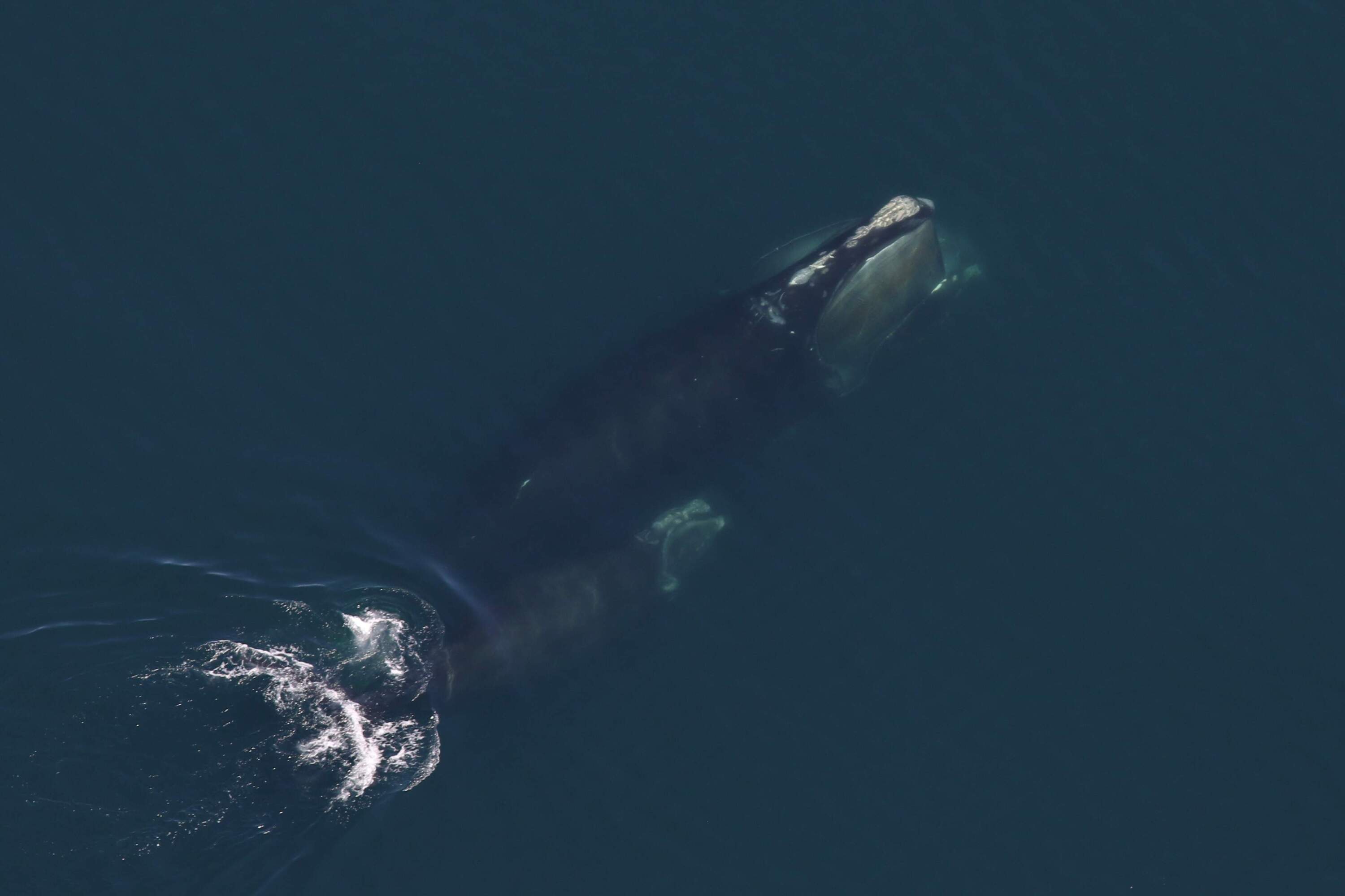 Scientists cautiously optimistic after right whale numbers ticked up in 2024