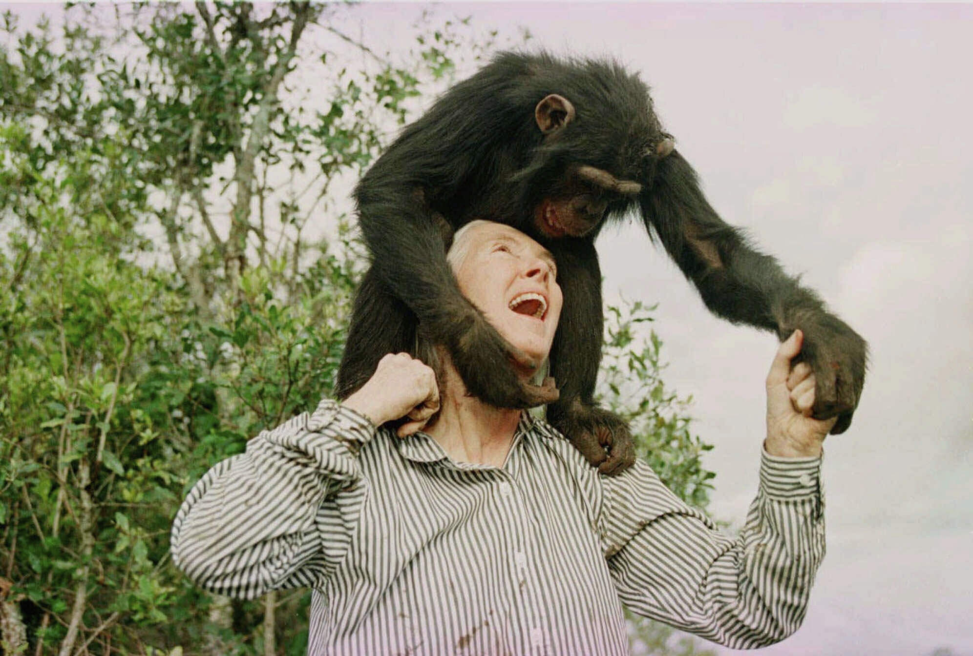 Jane Goodall plays with Bahati, a 3-year-old female chimpanzee, at the Sweetwaters Chimpanzee Sanctuary near Nanyuki, north of Nairobi, on Dec. 6, 1997. (Jean-Marc Bouju/AP)