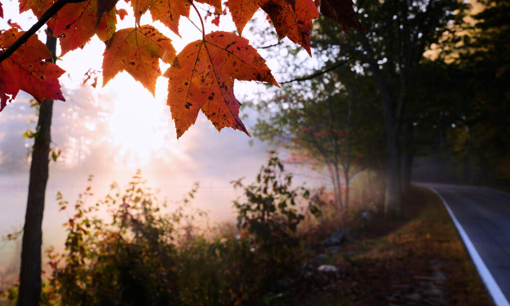 Maple leaves turn colors at sunrise along a country road, Tuesday, Oct. 7, 2025, in Auburn, N.H. (Charles Krupa/AP)