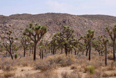 Confusion at Joshua Tree National Park and others as government shutdown continues