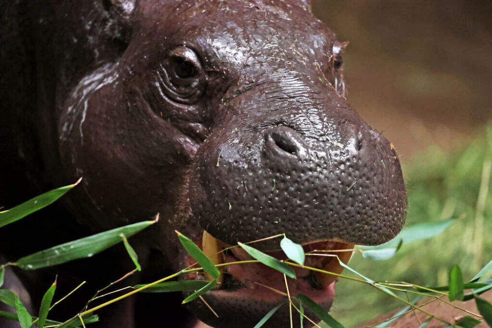Ptolemy eats breakfast at the Franklin Park Zoo. The pygmy hippo turned five just last week, on Oct. 5. (David L. Ryan/The Boston Globe via Getty Images)