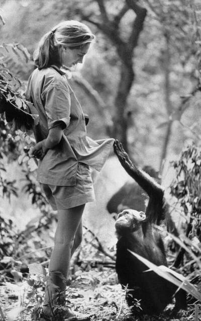 Jane Goodall with one of her research subjects in the Gombe National Park in northern Tanzania. (Bettman via Getty Images)