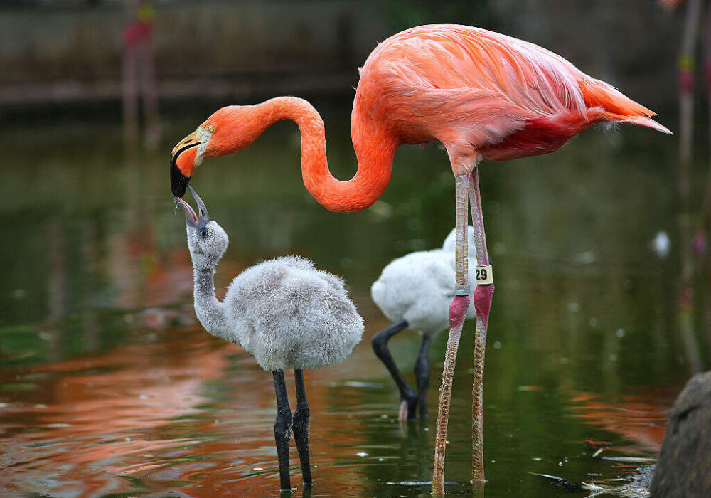 A Caribbean flamingo feeds its baby at the Stone Zoo in Stoneham. (John Tlumacki/The Boston Globe via Getty Images)