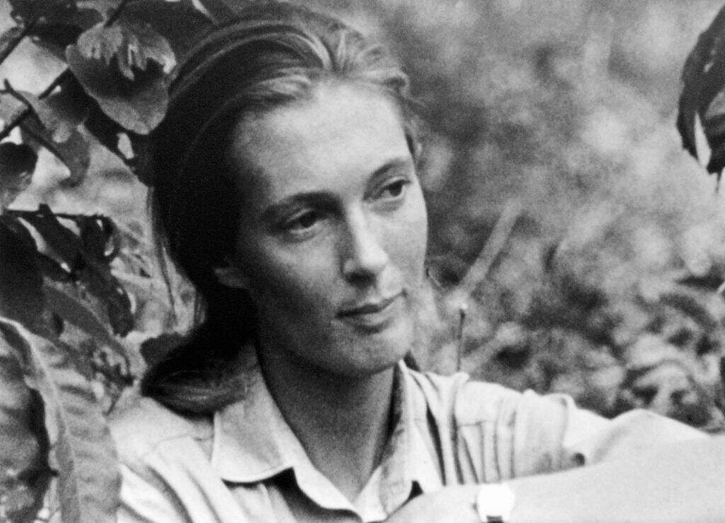 Jane Goodall, English primatologist, ethologist, and anthropologist, c. 1976. (Apic/Getty Images)