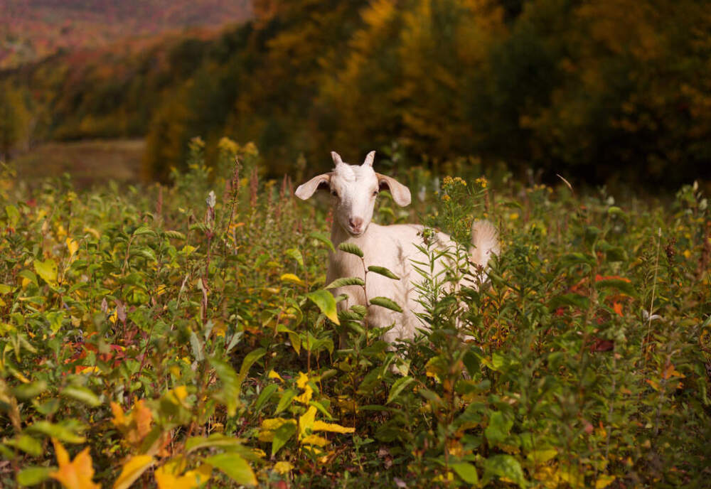 A goat grazes on a ski slope at Jay Peak Resort. (Amanda Swinhart/AP)