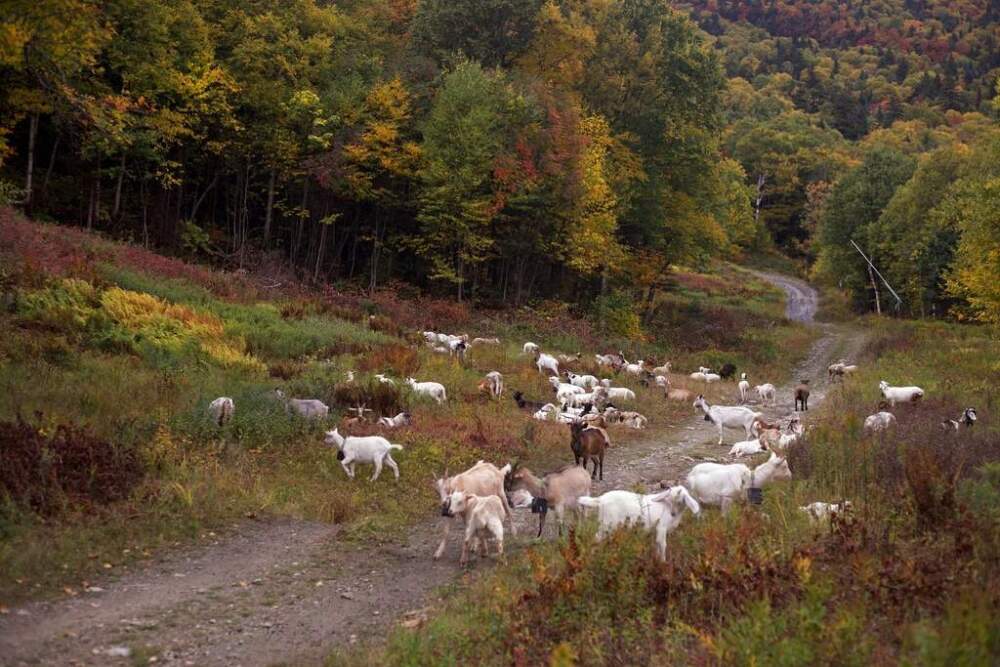 Goats and sheep graze at Jay Peak Resort. (Amanda Swinhart/AP)