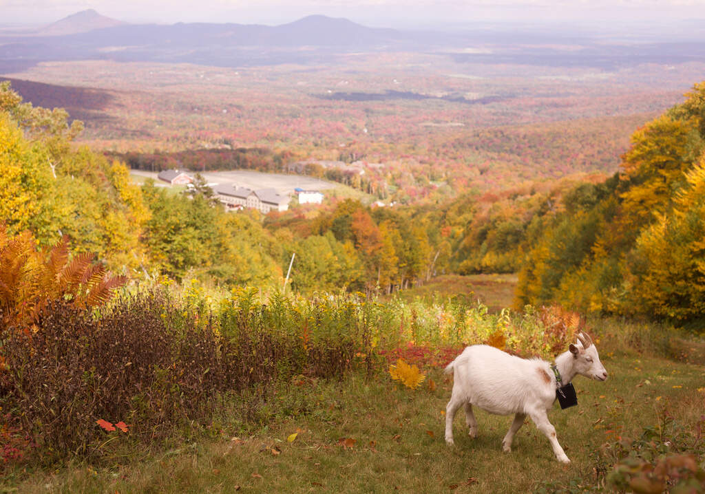 A goat wearing a geofence collar walks on a ski slope at Jay Peak Resort, Friday, Sept. 26, 2025 in Jay, Vt. (Amanda Swinhart/AP)