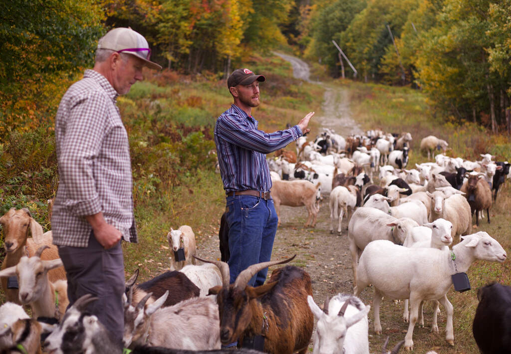 Adam Ricci, right, of Cloud Brook Grazing, talks with Jay Peak Resort director of mountain operations Andy Stenger while his herd of about 150 goats and sheep graze on a ski slope. (Amanda Swinhart/AP)
