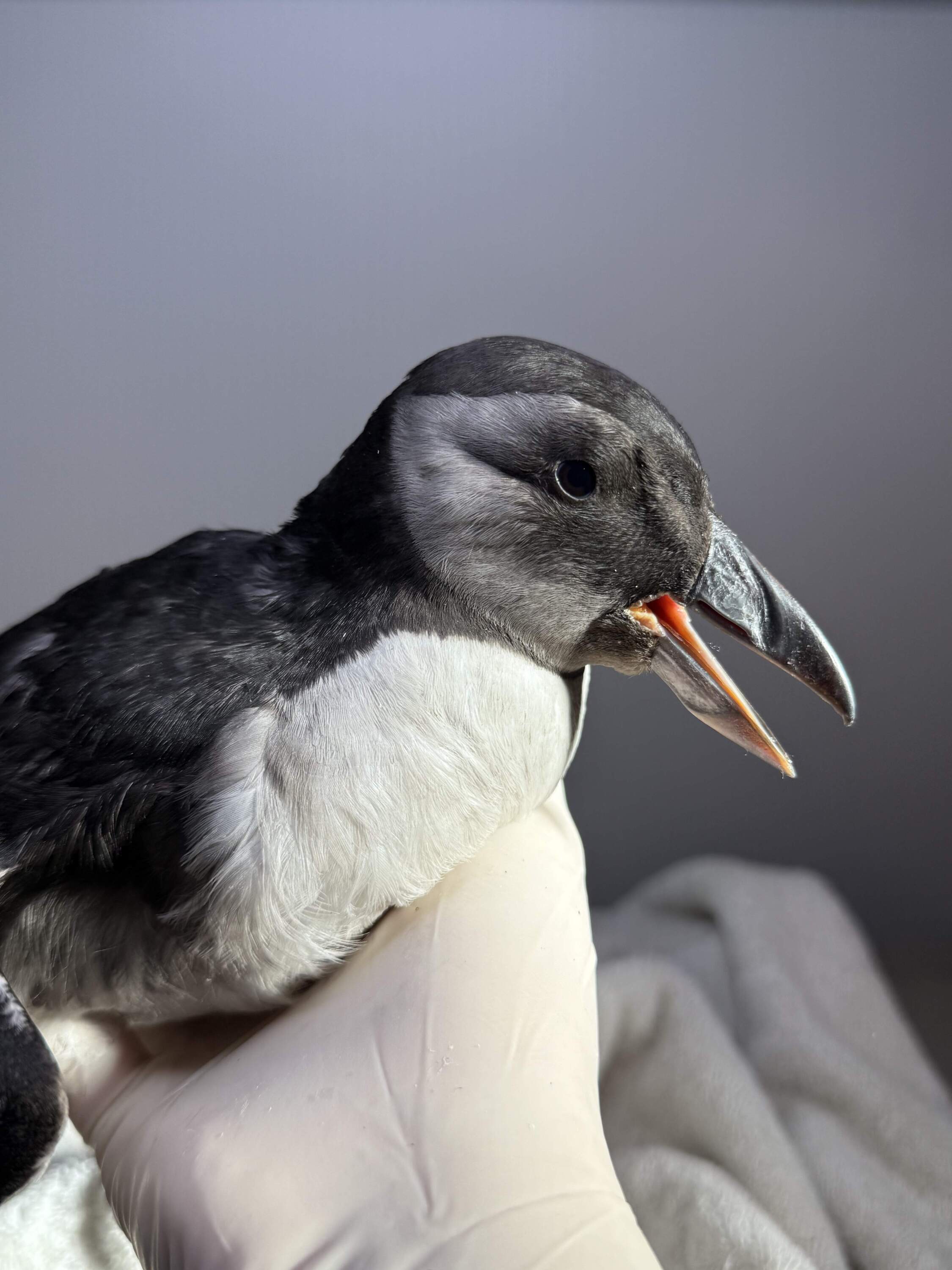 The juvenile puffin blew off course and ended up in a backyard in Wrentham, Massachusetts. (Courtesy of Sheida Soleimani)