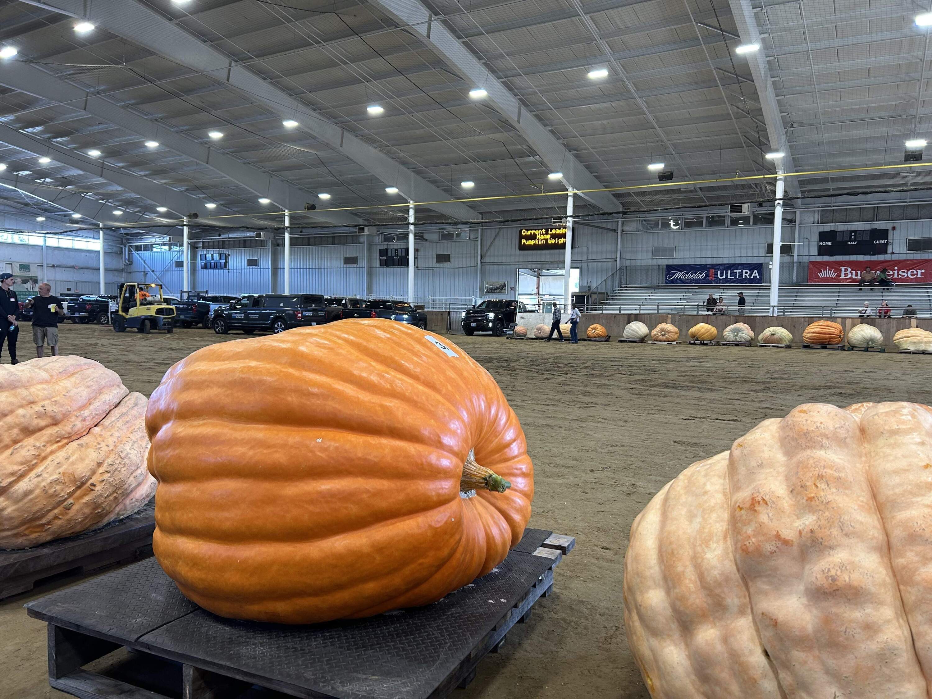 Pumpkins wait to be weighed off at the Topsfield Fair. (Amanda Beland/WBUR)