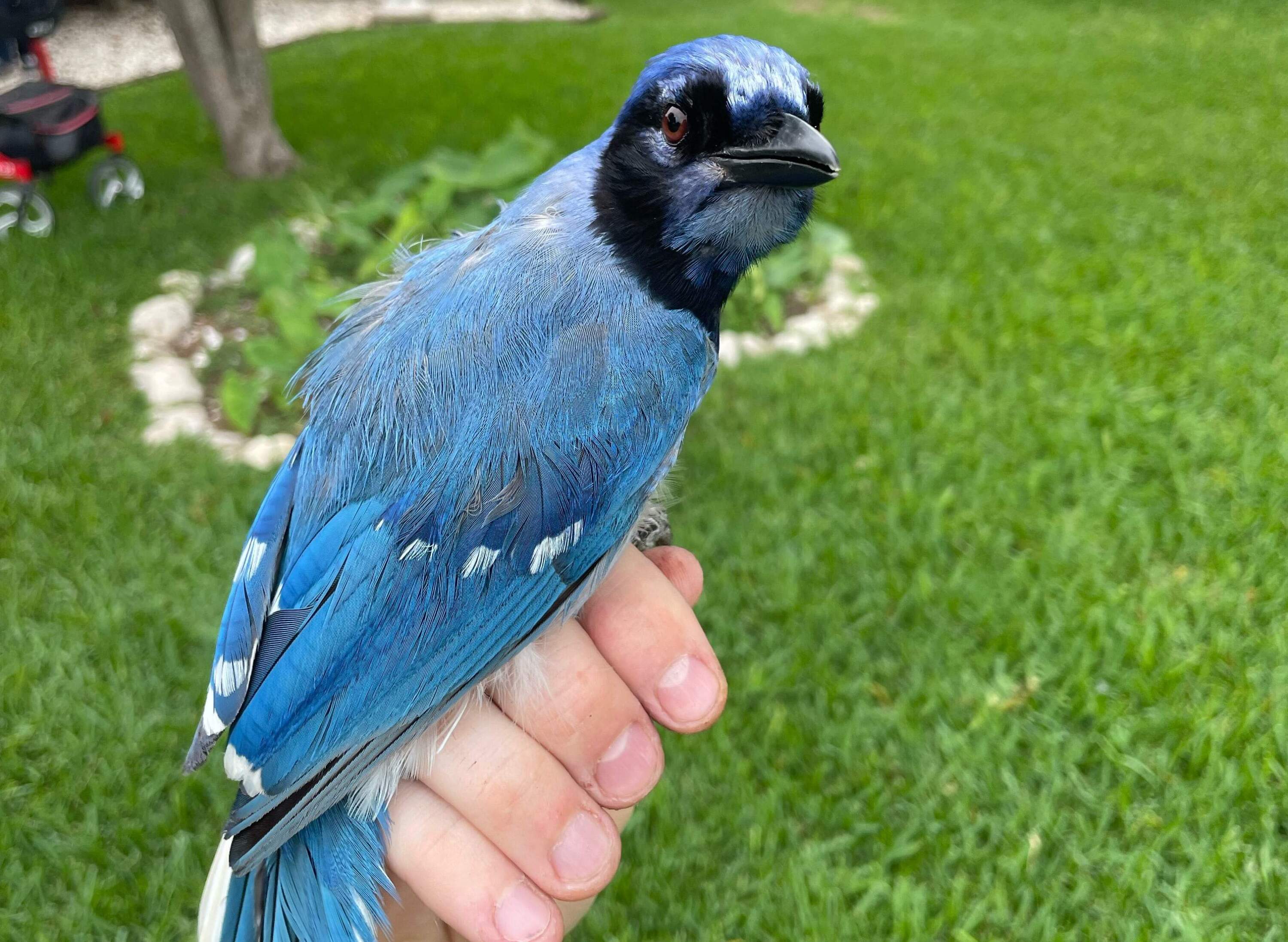 A 'grue jay' is a natural hybrid of the blue jay and green jay. (Courtesy of Brian R. Stokes)