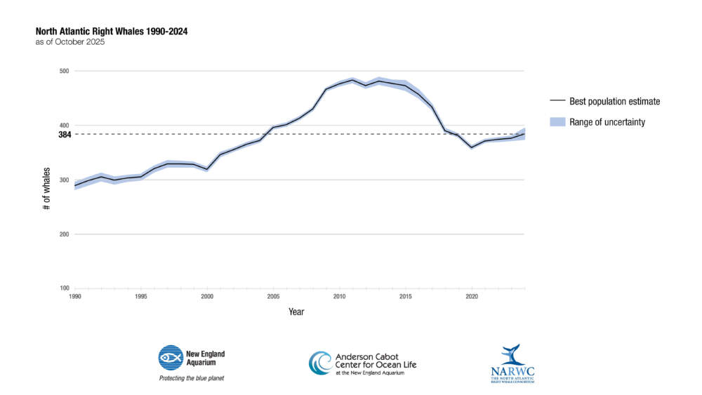 Population estimates for North Atlantic right whales from 1990 to 2024. (New England Aquarium)