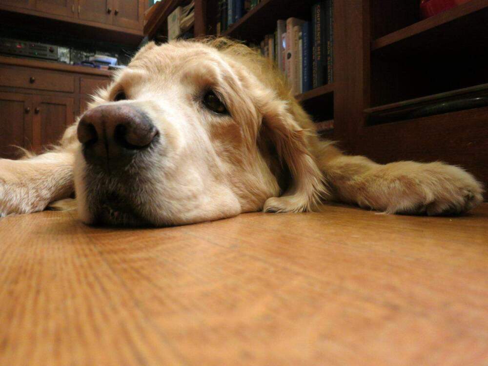 Sen. Elizabeth Warren's dog, Otis. (Courtesy Sen. Warren)