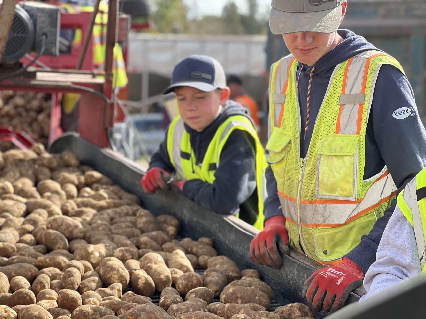 Brothers Hudson and Brandon Porter watch for rocks and rotten potatoes on a conveyor belt. Both boys have worked during harvest break since before they were teenagers. (Michael Livingston/Maine Public)